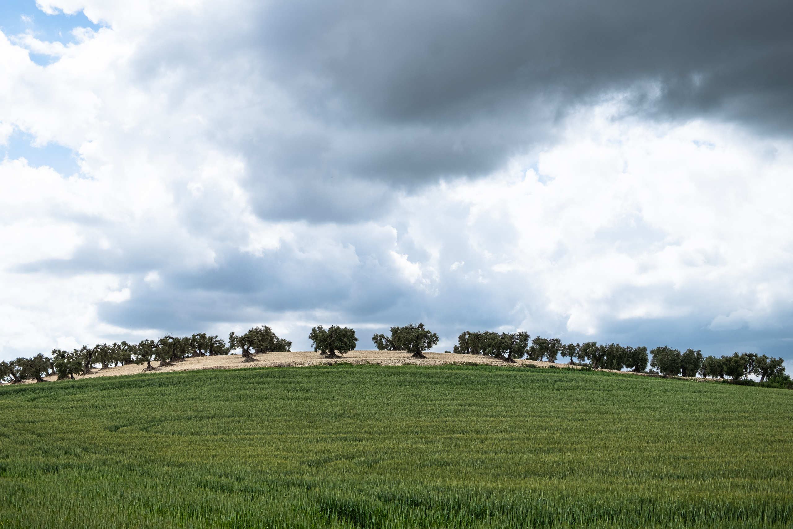 Olivenbäume auf der Hügelkuppe – dramatischer Wolkenhimmel